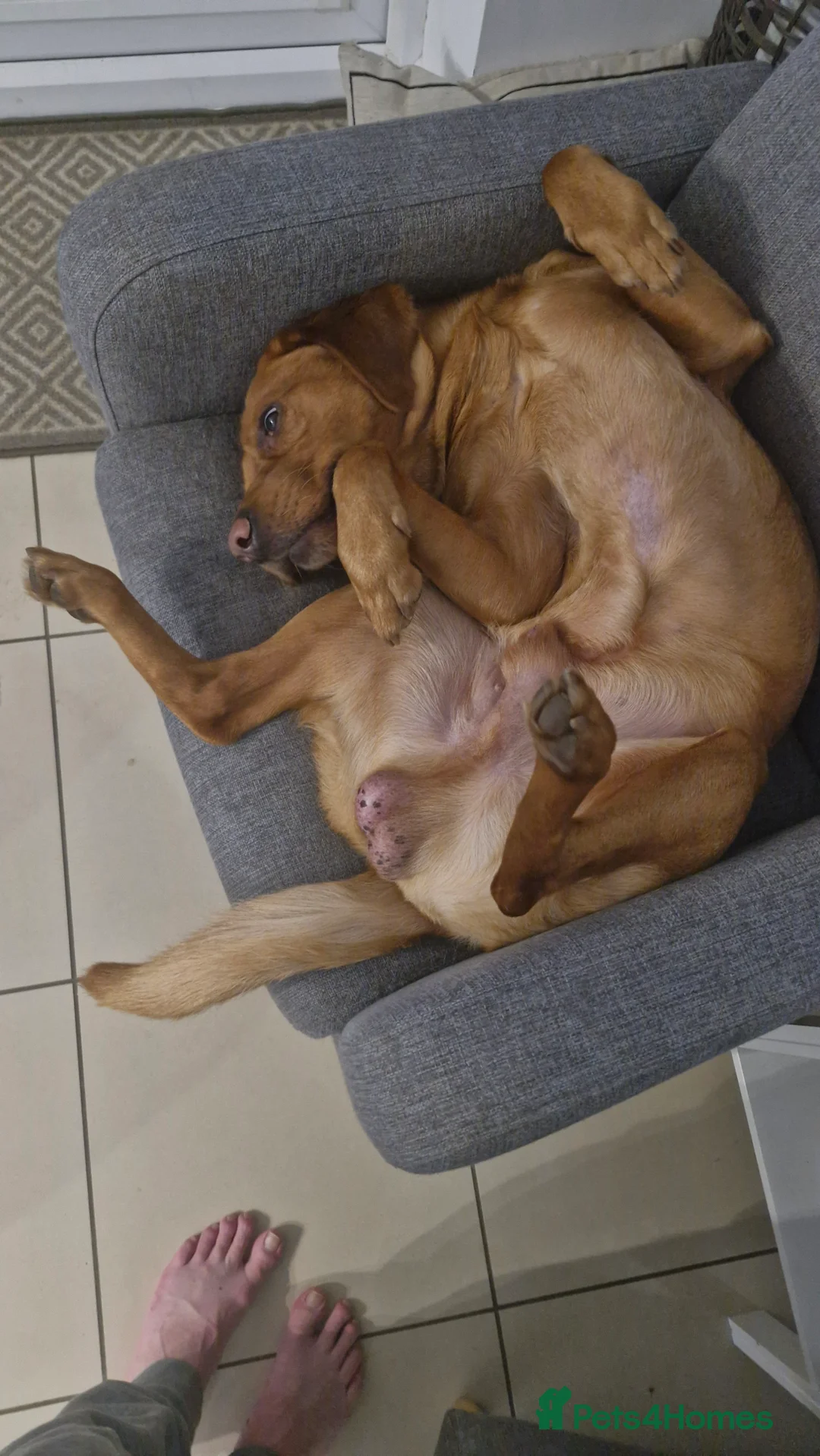 Labrador Retriever dogs for sale: Red Fox Labrador 5 years old - Advert 3