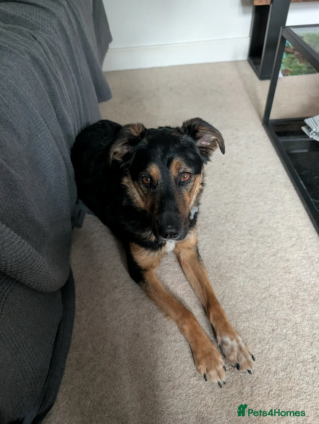 Mixed Breed dogs for sale: Gabe - The Babe in Boston - Advert 2