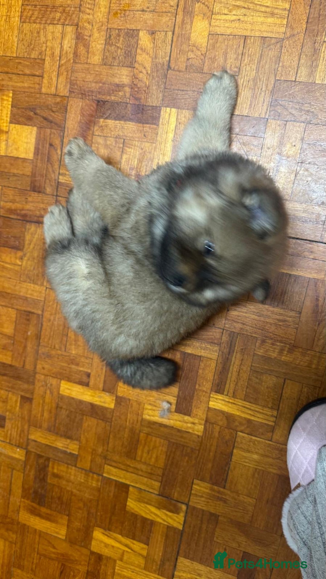 Chow Chow dogs for sale: Puppies looking for new home - Image 36