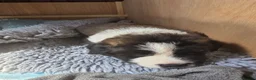 Mixed Breed dogs for sale: 4 beautiful saint burnard x akita puppies  - Advert 11