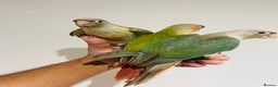 Conures birds for sale: Hand reared conures for sale  - Advert 19