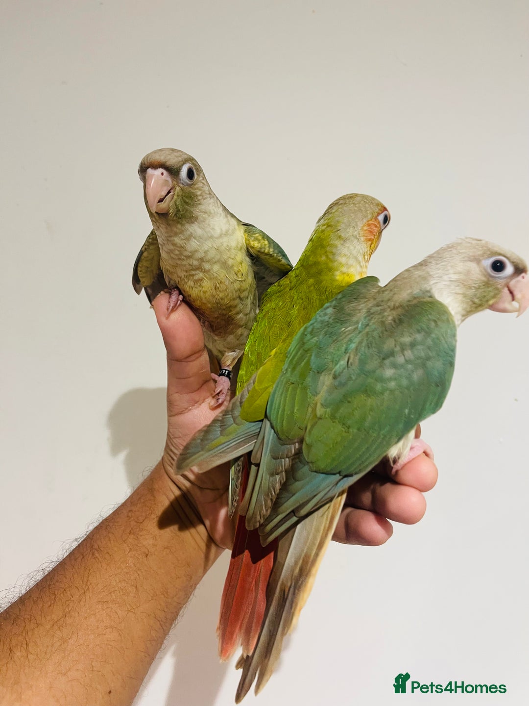 Conures birds for sale: Hand reared conures for sale  - Advert 19