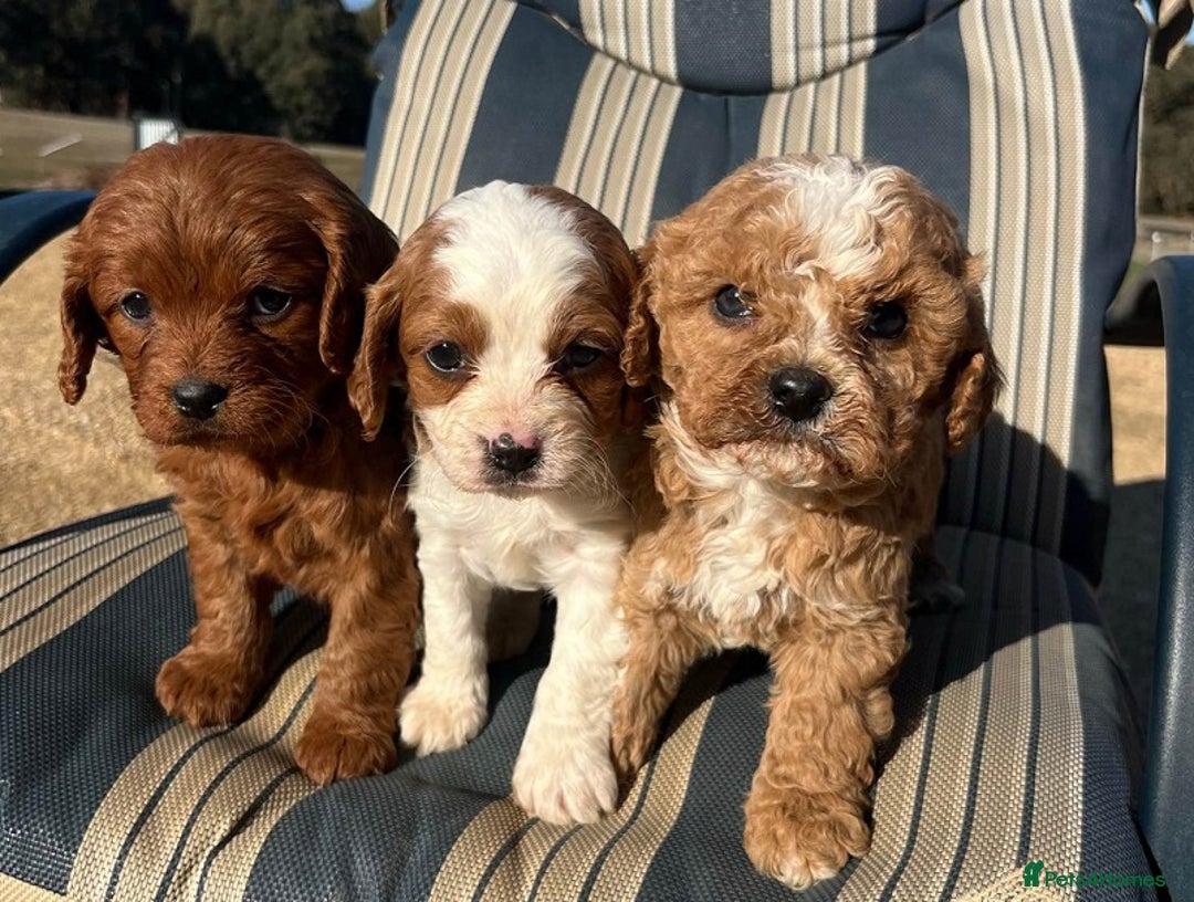 Cavapoo dogs for sale: Toy/Mini Cavpoo Puppies - Image 5