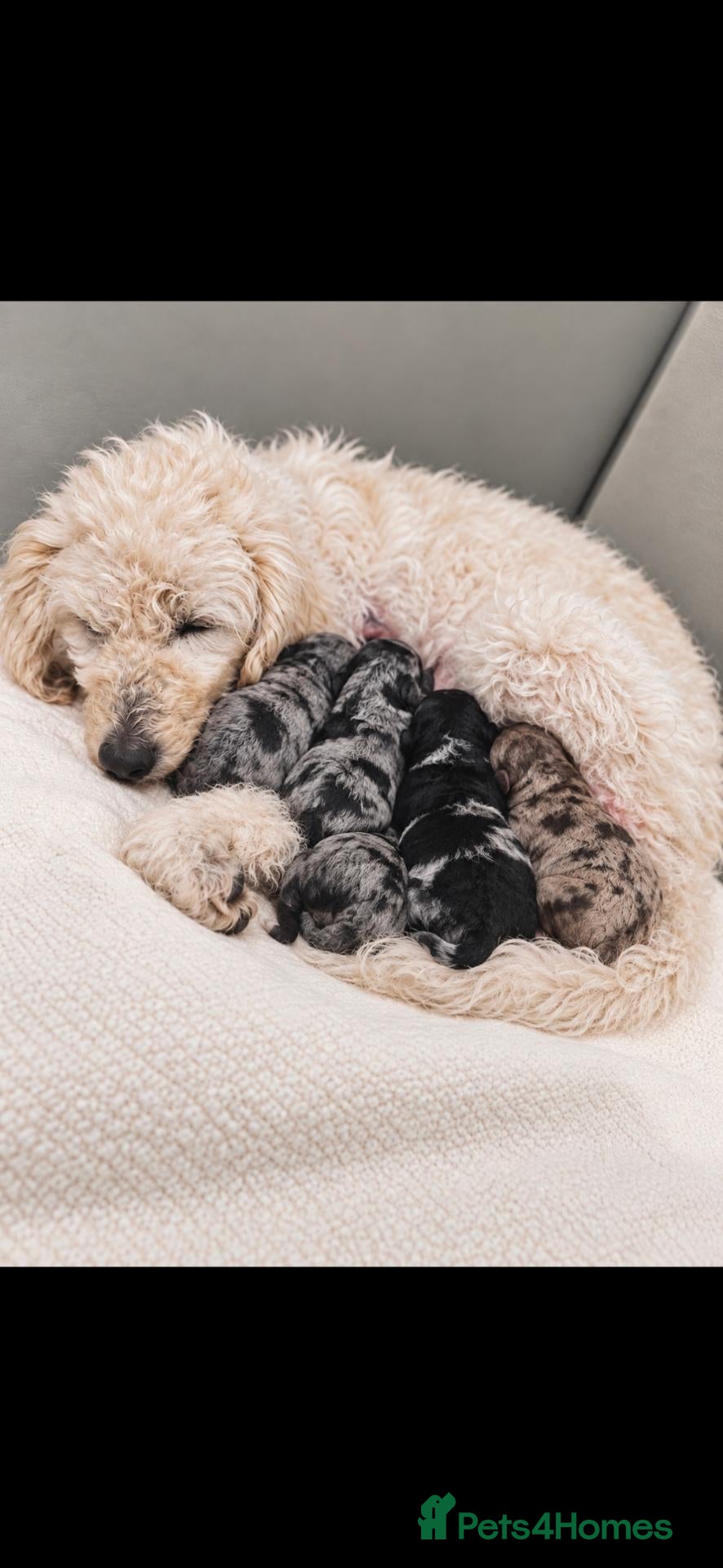 Labradoodle dogs Unique Multigen🧸 Merle&Tan Teddybear Labradoodles - Advert 2