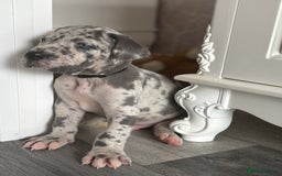 Great Dane dogs for sale: KC registered blue Great Dane puppies - Image 31