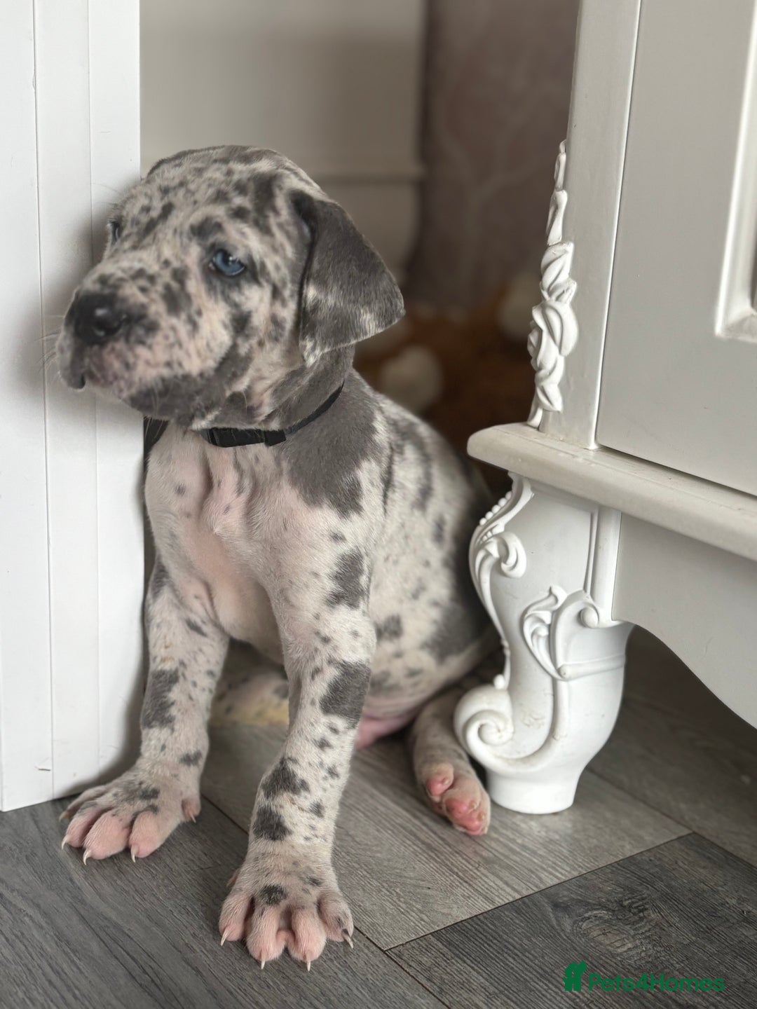 Great Dane dogs for sale: KC registered blue Great Dane puppies - Image 31