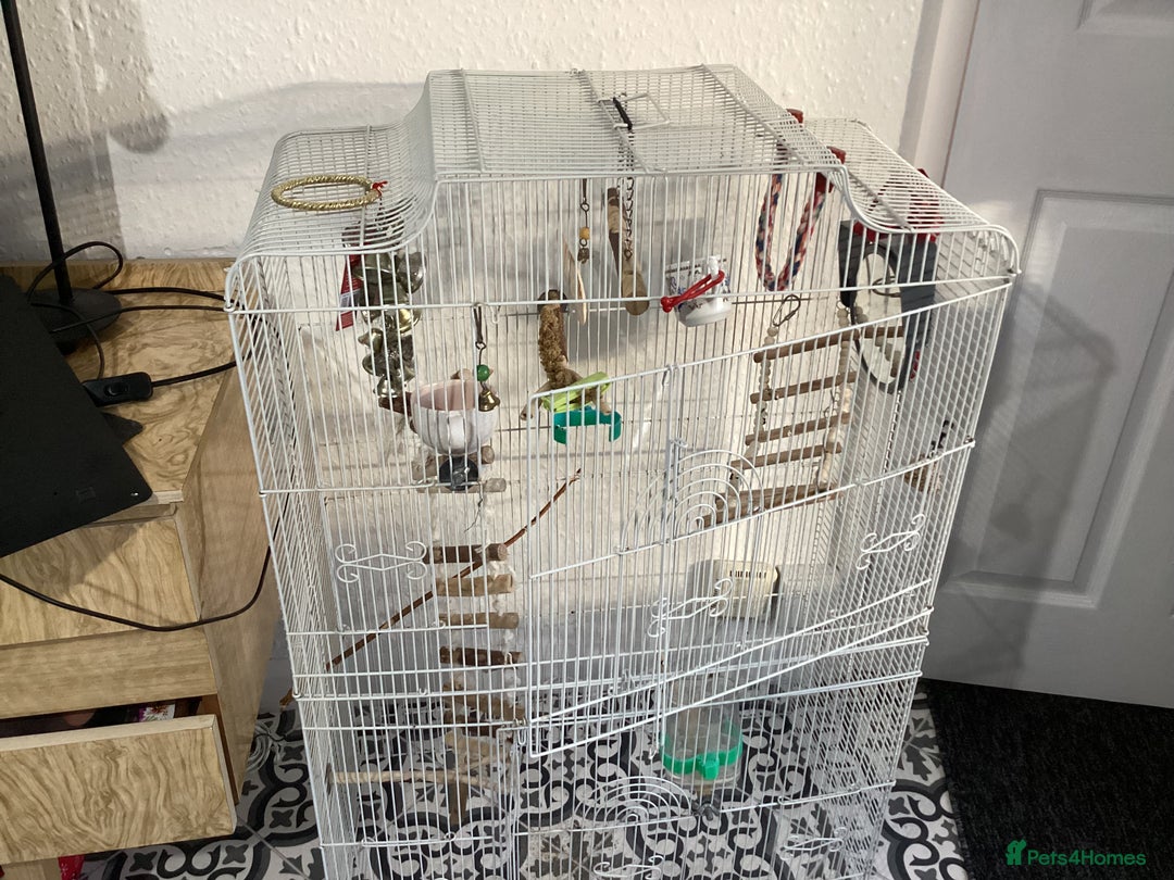 Budgerigars birds for sale: Budgie - Advert 2