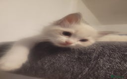 Ragdoll cats for sale: Ragdoll Kittens READY NOW  - Image 9