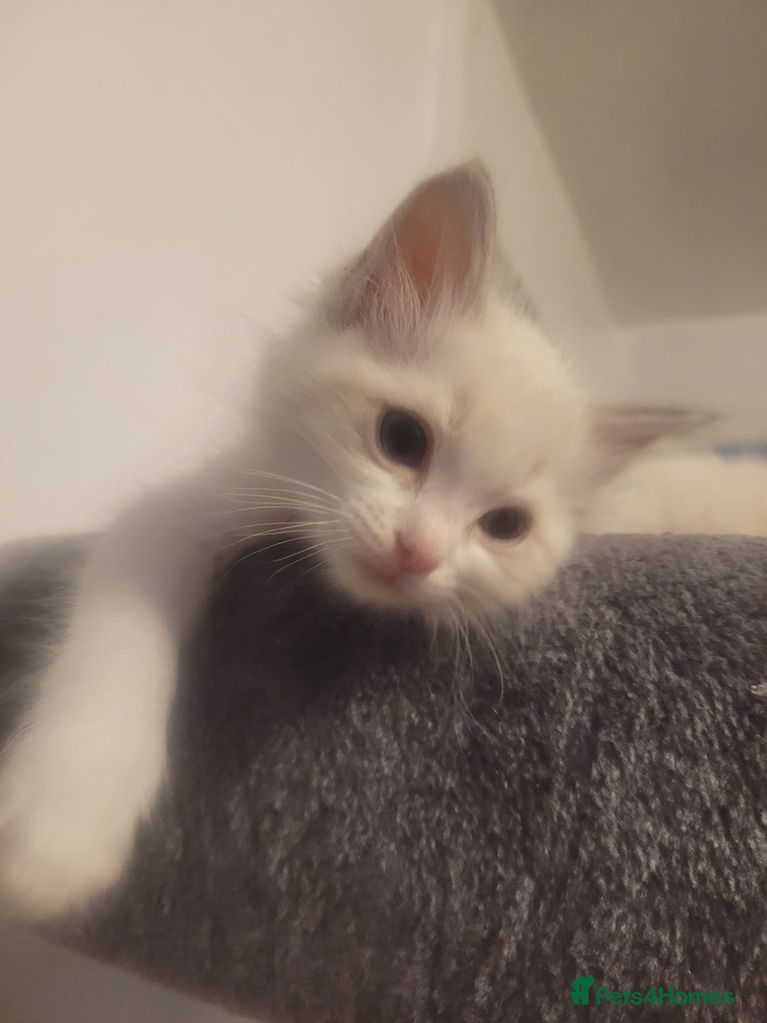 Ragdoll cats for sale: Ragdoll Kittens READY NOW  - Image 9