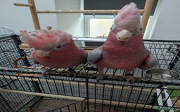 Cockatoo birds for sale: Galah cockatoos boy&girl available silly tamed - Image 3