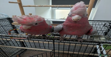 Cockatoo birds - Advert 7