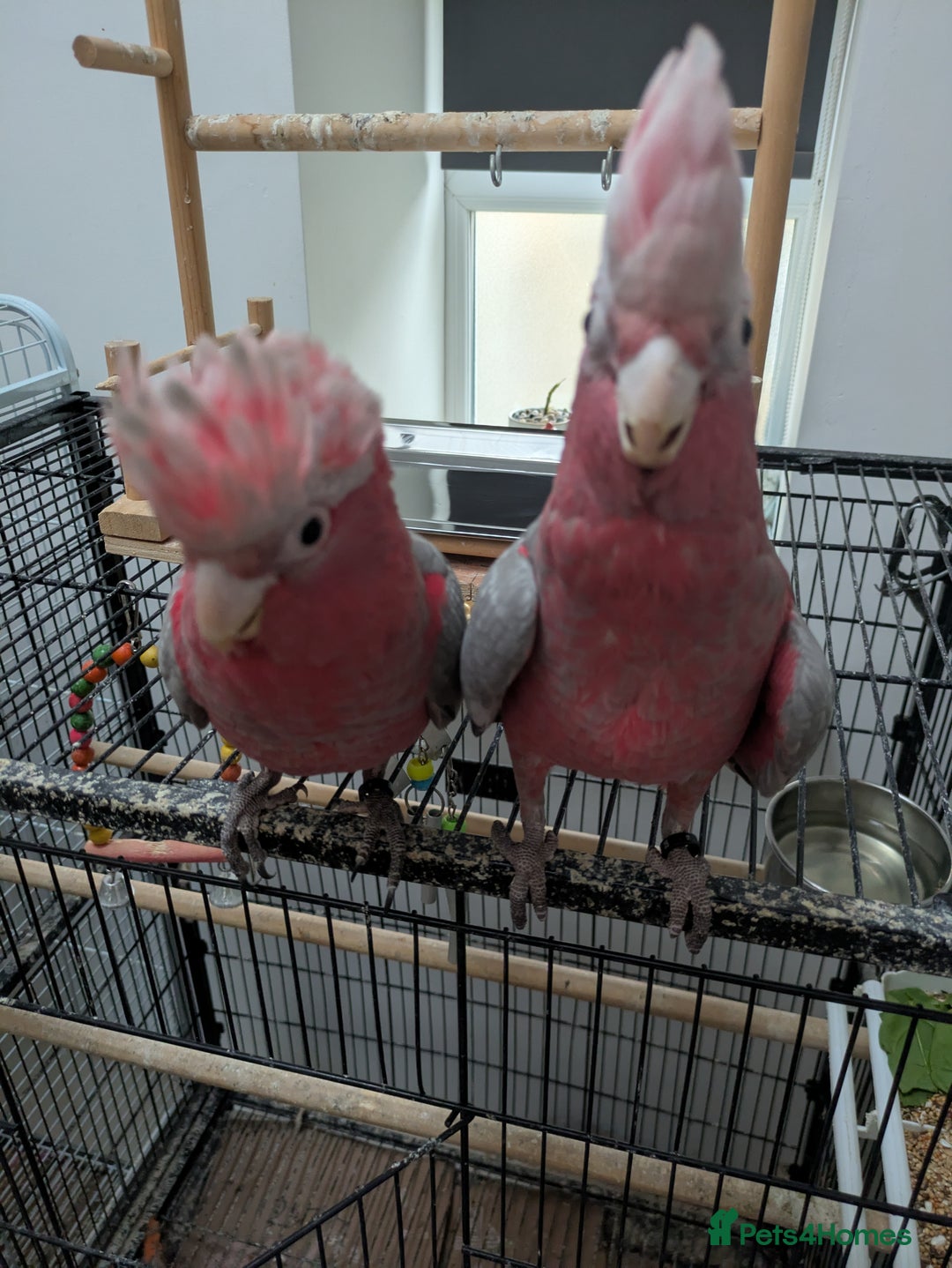 Cockatoo birds for sale: Galah cockatoos boy&girl available silly tamed - Image 3