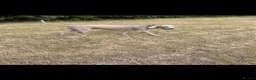 Weimaraner dogs for sale: Weimaraner   - Advert 3