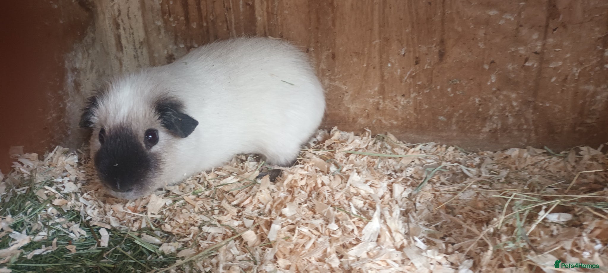 Guinea Pig rodents for sale: Californian guinea pigs males and females  - Advert 1