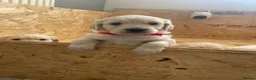 Golden Retriever dogs for sale: Beautiful GOLDEN RETRIEVER Puppies  - Advert 7