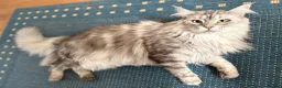 Maine Coon cats for sale:  🐾 Seeking Their Forever Homes Cleo and Dalia 🐾 - Advert 3