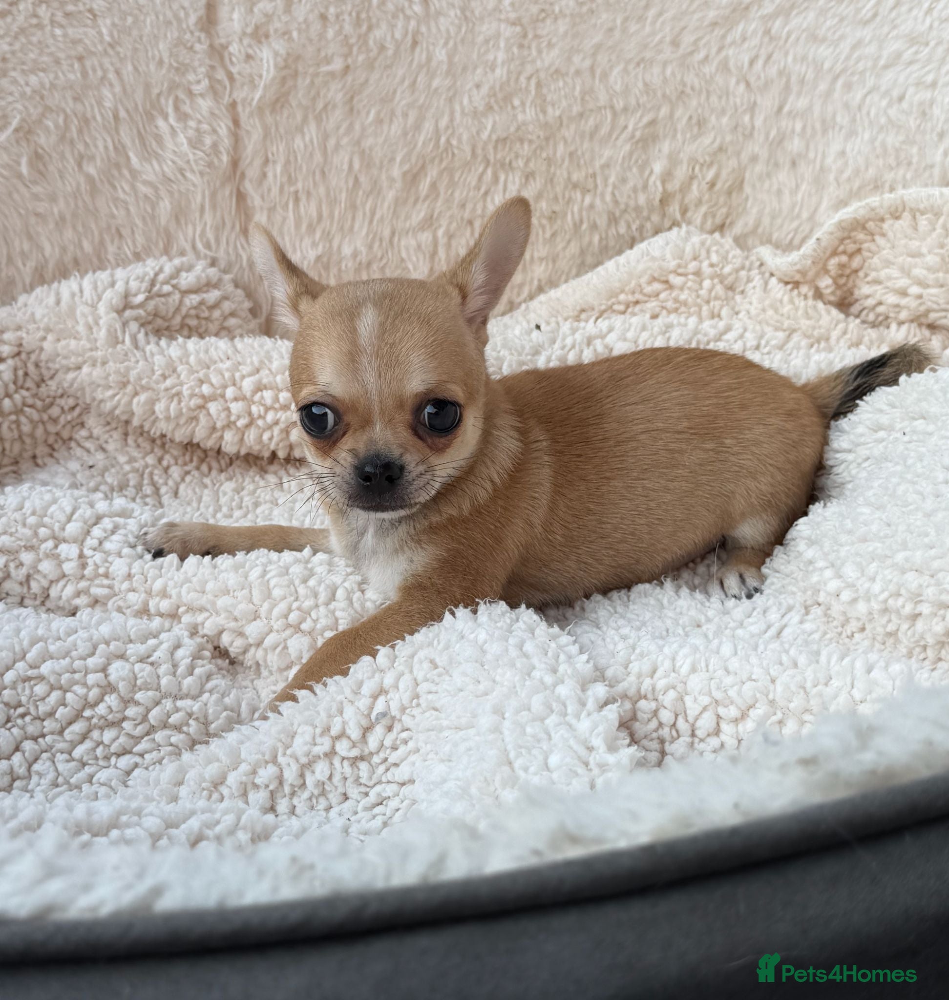 Chihuahua dogs  1 Gorgeous Brown Male pup left - Advert 2