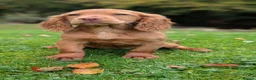 Cocker Spaniel dogs for sale: One male and one female golden cocker spaniel  - Advert 2