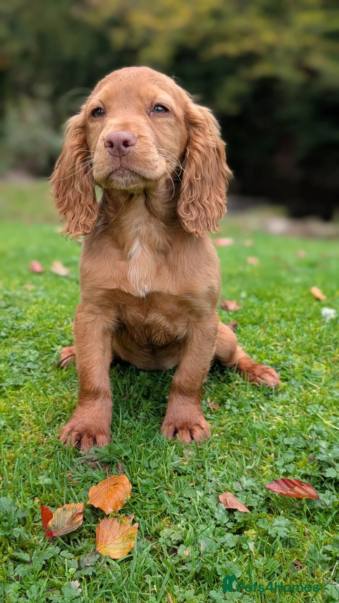 Cocker Spaniel dogs for sale: One male and one female golden cocker spaniel  - Advert 2