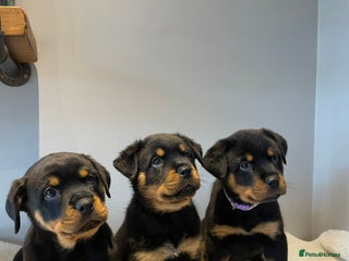 Rottweiler dogs KC Rottweiler puppies ready now - Advert 13