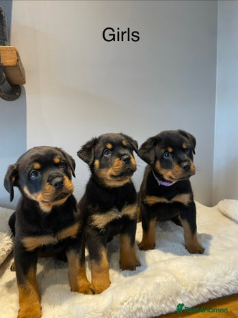 Rottweiler dogs KC Rottweiler puppies ready now - Advert 16
