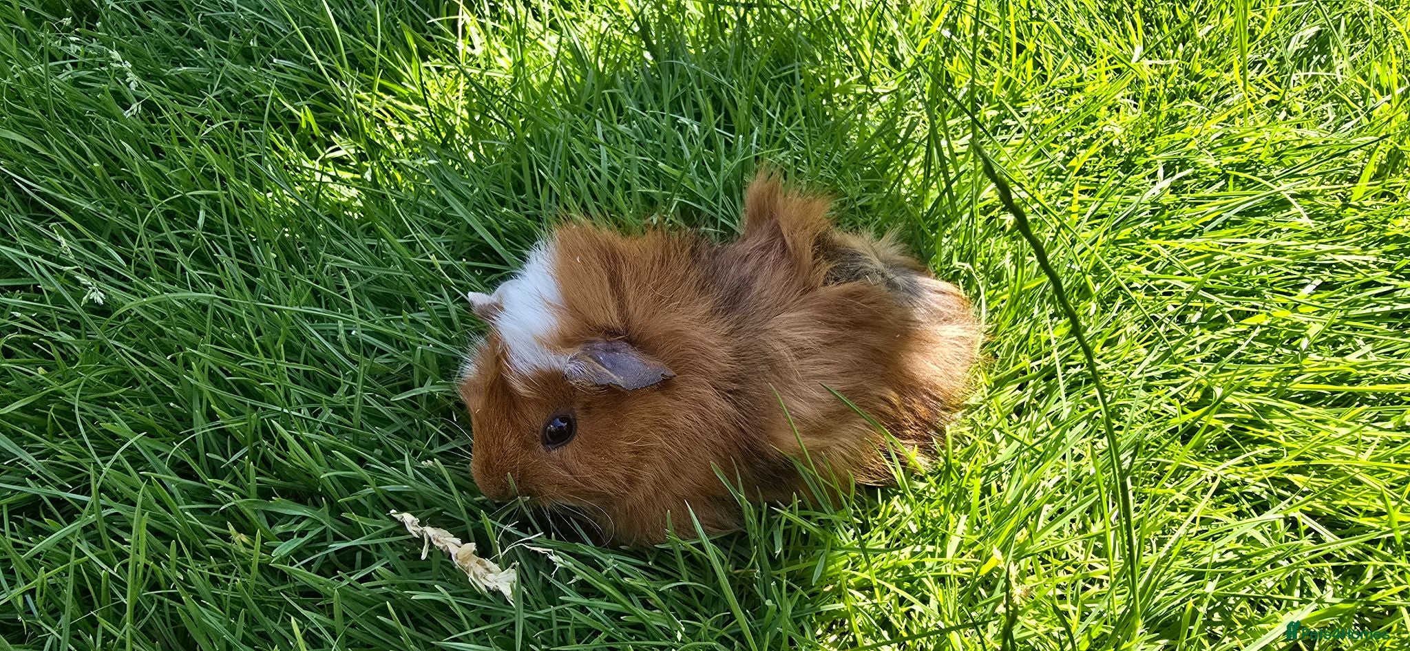Guinea Pig rodents 2 9 week old sows left - Advert 5