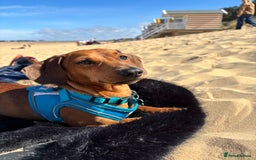 Miniature Dachshund dogs for stud: RODNEY for stud  - Image 2