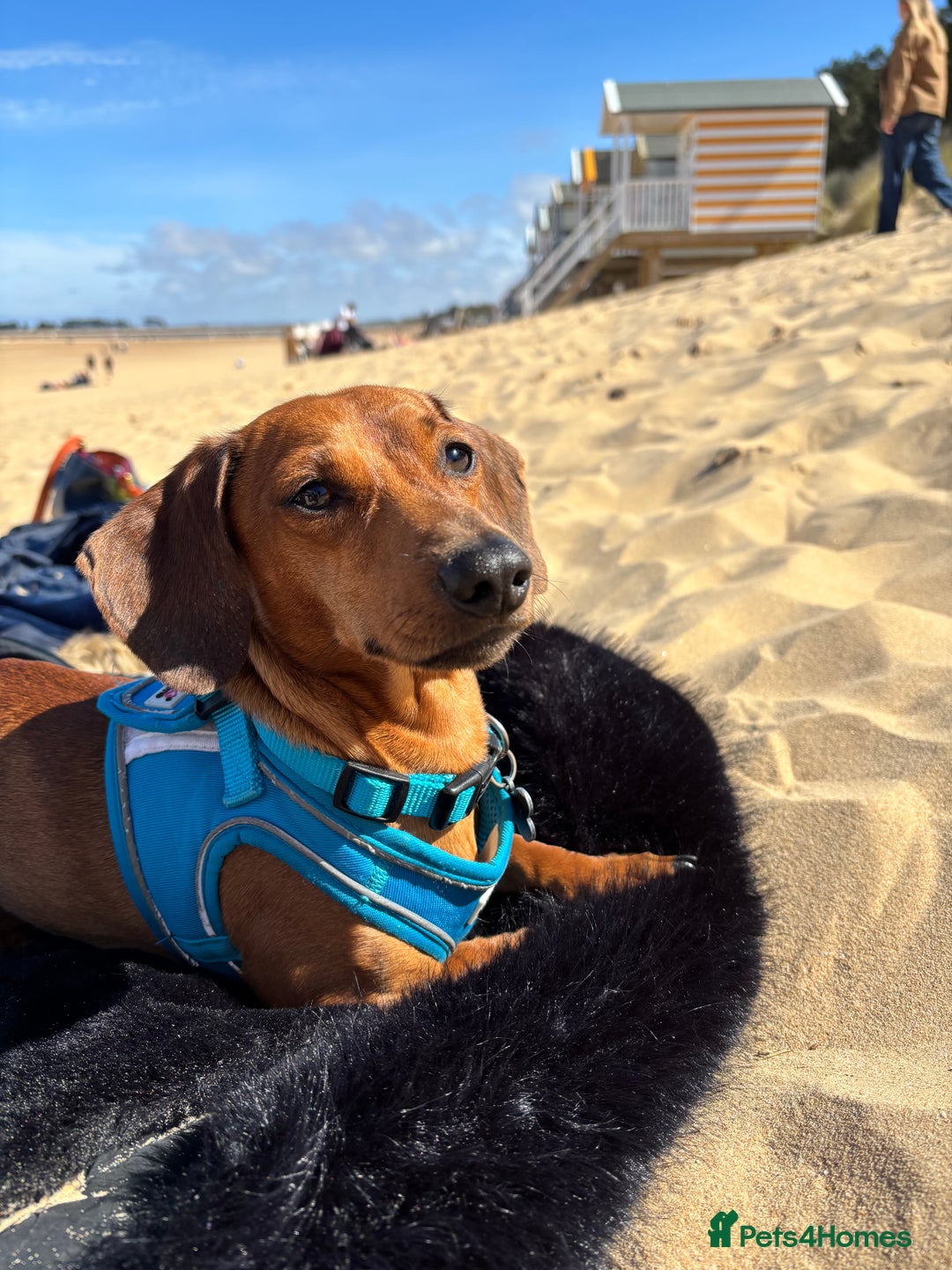 Miniature Dachshund dogs for stud: RODNEY for stud  - Image 2
