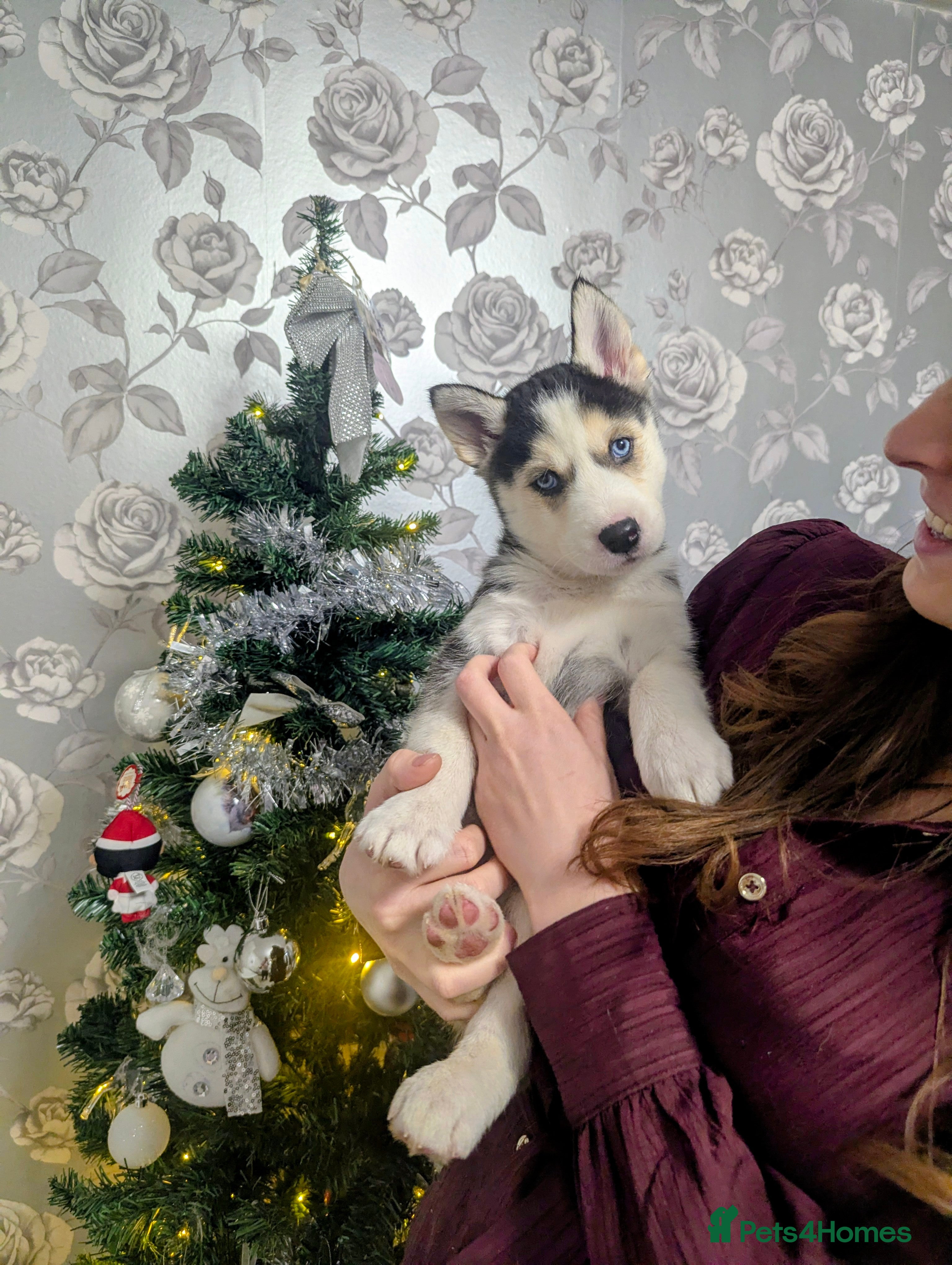 Siberian Husky dogs Stunning Siberian Husky Puppies for Sale 🐾 - Advert 15