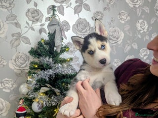 Siberian Husky dogs Stunning Siberian Husky Puppies for Sale 🐾 - Advert 3