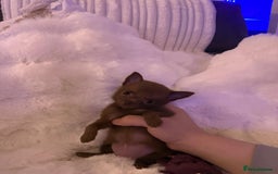 Pomchi dogs for sale: Fluffy Tiny Pomchi Puppies.🥰😍🤗 - Image 17