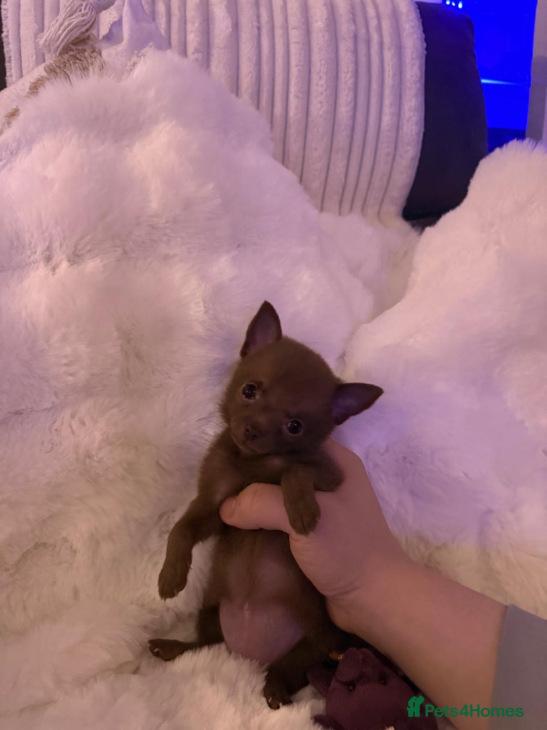 Pomchi dogs for sale: Fluffy Tiny Pomchi Puppies.🥰😍🤗 - Image 17