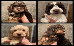 Miniature Poodle dogs for stud: KC registered miniature poodle stud in Bolton - Image 9