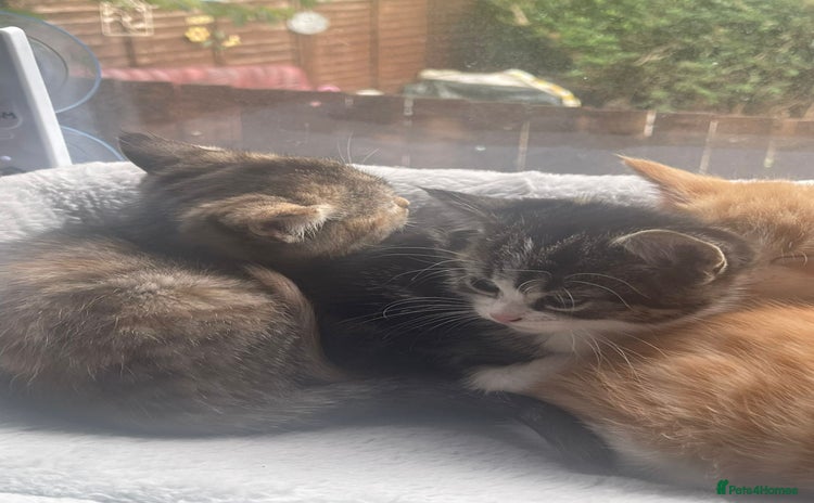 Domestic Shorthair cats - Advert 2