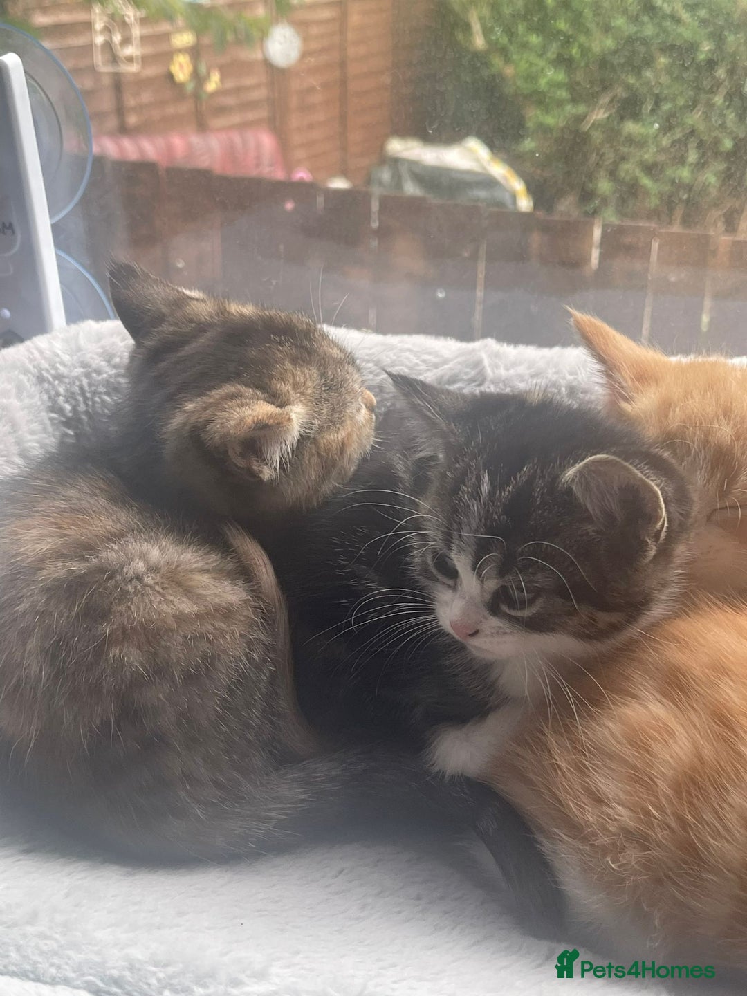 Domestic Shorthair cats for sale: 4 beautiful fluffy kitten ready to go  - Image 1