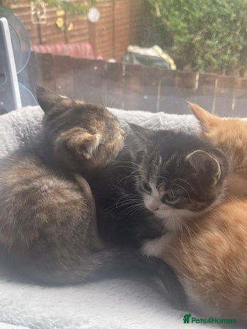 Domestic Shorthair cats - Advert 16