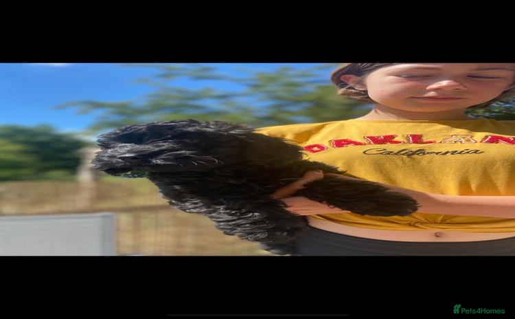 Cockapoo dogs - Advert 10