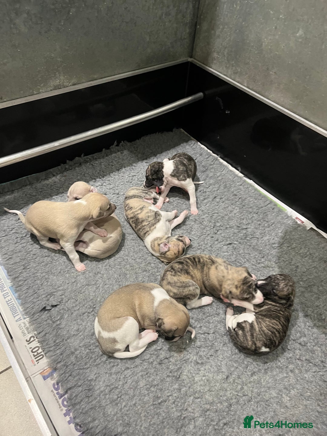 Whippet dogs for sale: Beautiful whippet pups available  - Advert 2