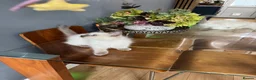 Ragdoll cats for sale: Ragdoll kittens - Advert 8