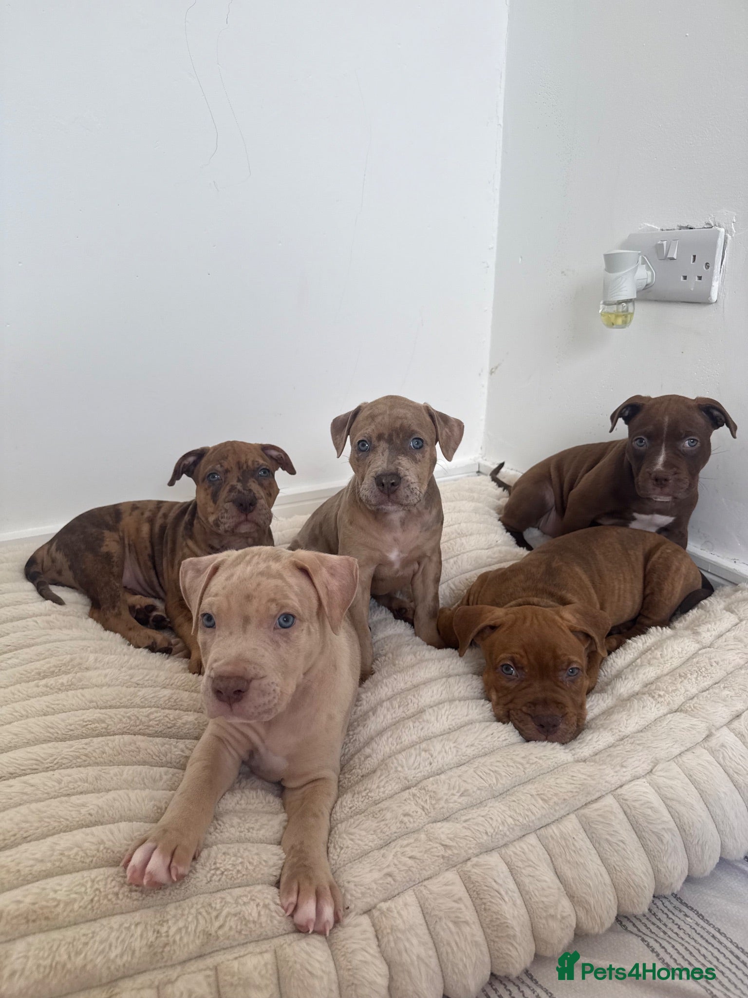Mixed Breed dogs staffy x cane corso x american bulldog - Advert 1