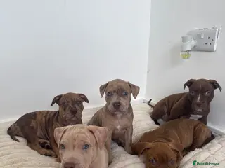 Mixed Breed dogs staffy x cane corso x american bulldog - Advert 1