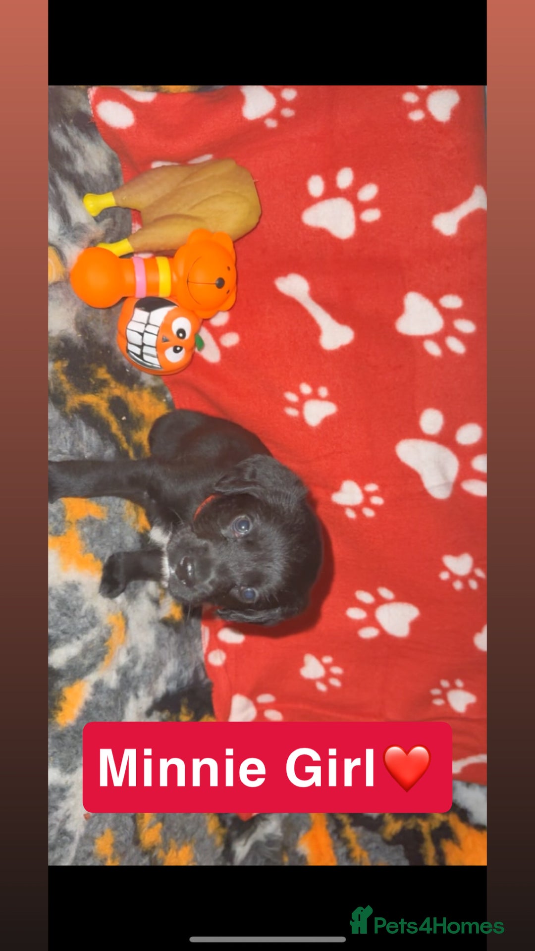 Mixed Breed dogs for sale: 4 Gorgeous Cocker Spaniel Cross Border Collies - Image 14