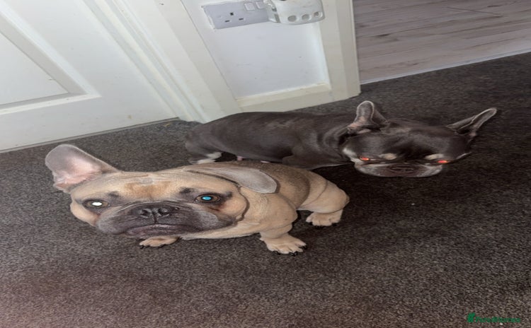 French Bulldog dogs - Advert 17