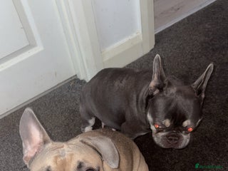 French Bulldog dogs - Advert 34