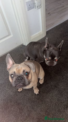 French Bulldog dogs - Advert 17