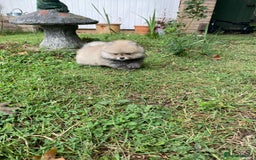 Pomeranian dogs for sale: Pomeranian  - Image 4