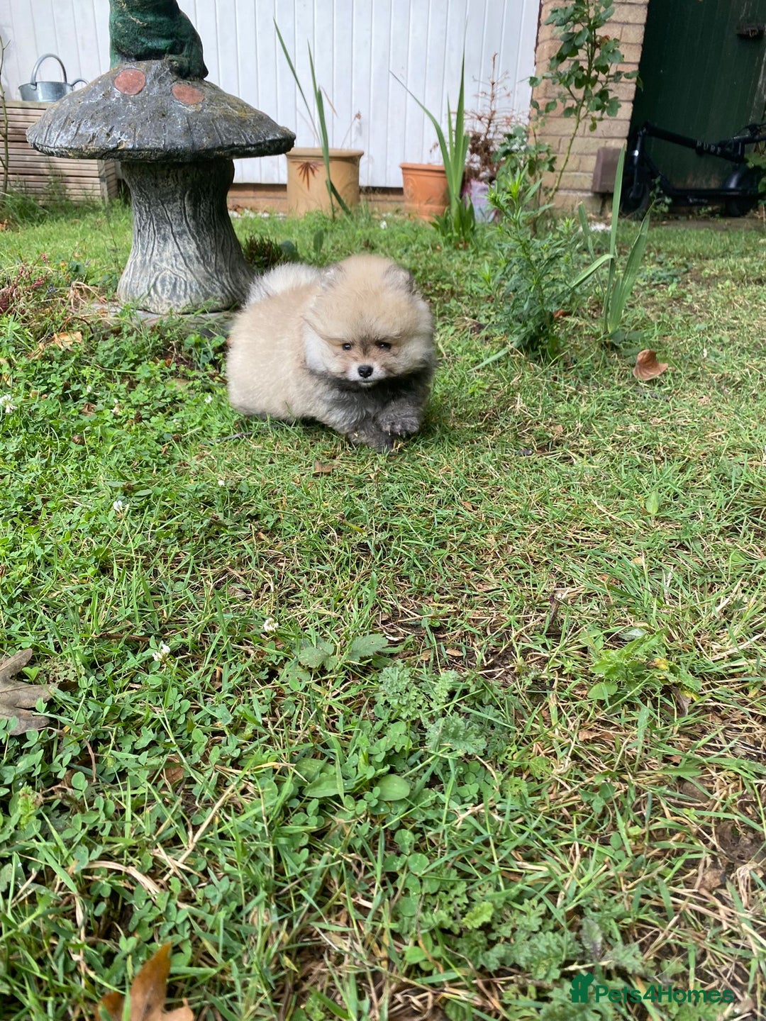 Pomeranian dogs for sale: Pomeranian  - Image 4