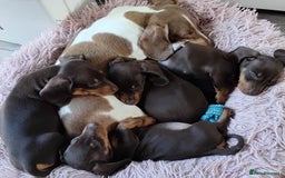 Dachshund dogs for sale: dashounds boys choc and tan - Image 17