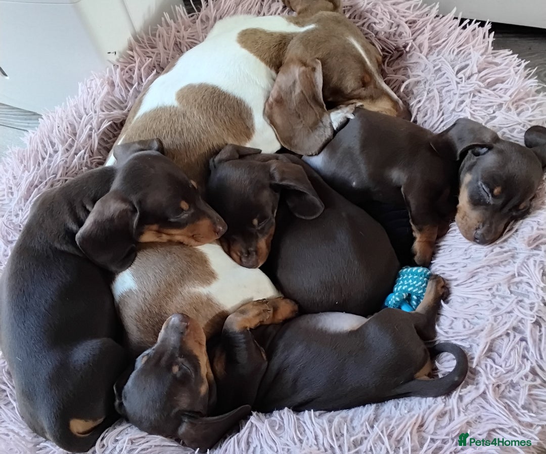 Dachshund dogs for sale: dashounds boys choc and tan - Image 17