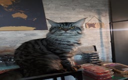 Maine Coon cats for sale: XXL Maine-coon beautiful silver boy. - Image 1